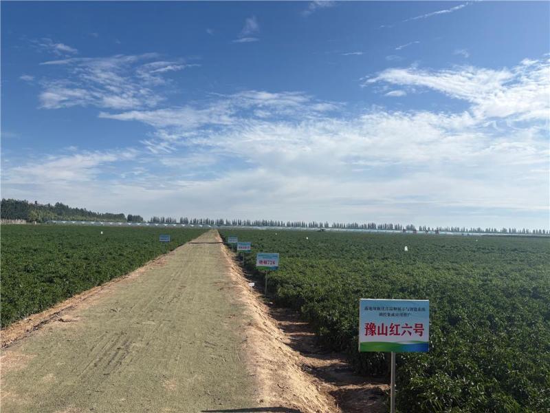 卓资西蓝花从田间走向日韩餐桌 冷凉蔬菜撑起内蒙古400亿产业版图