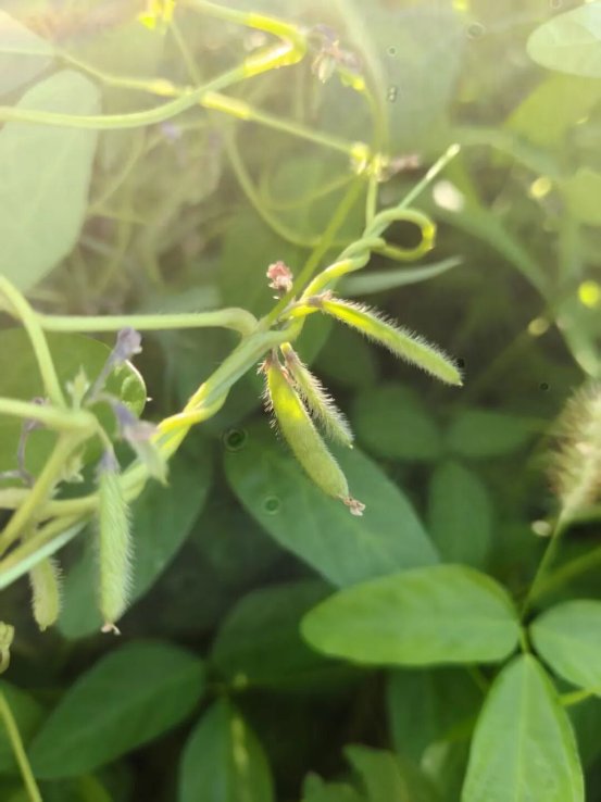 内蒙古乌兰坝国家级自然保护区首次发现“植物界大熊猫”野大豆群落
