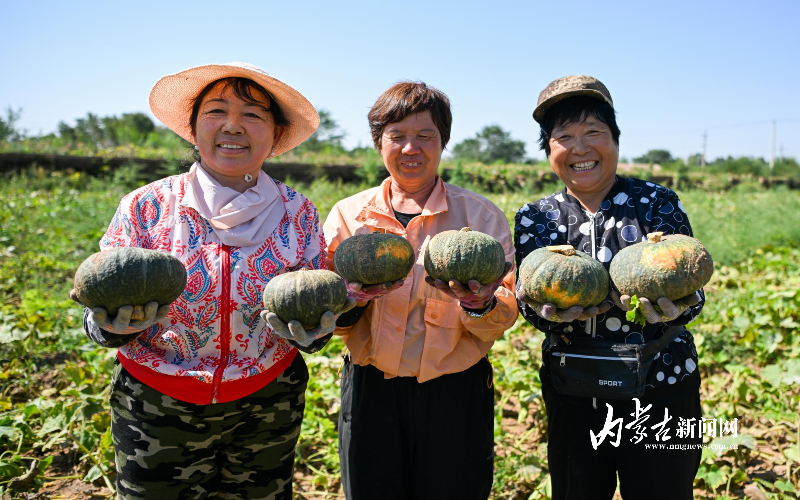 南瓜丰收啦！