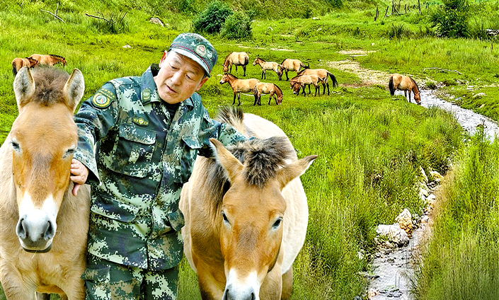 普氏野马的“超级奶爸”