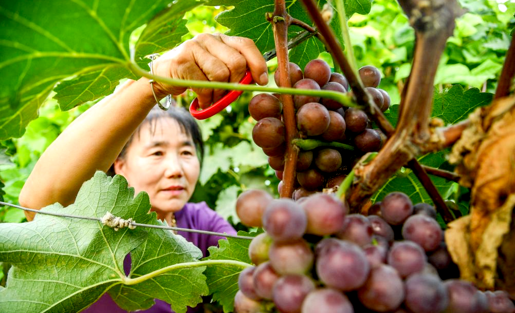 甜蜜的收获