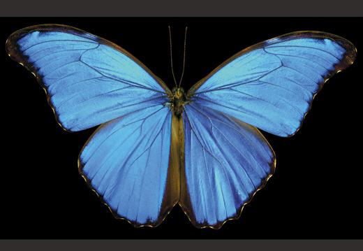 枯叶蝶如同逼真落叶