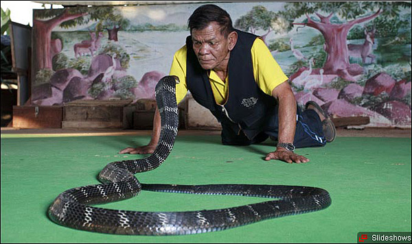 泰国一俱乐部用吞食剧毒眼镜王蛇表演揽客