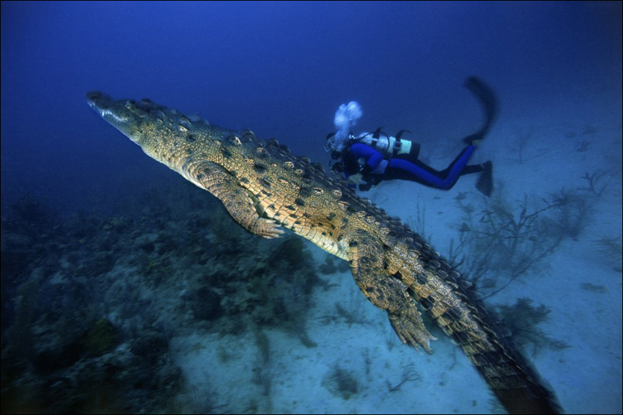 美国潜水者与鳄鱼水下相伴2个小时(组图)