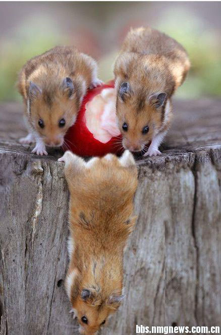 可爱老鼠疯狂求爱记