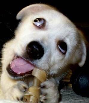 宠物宝贝是这样被恶搞的