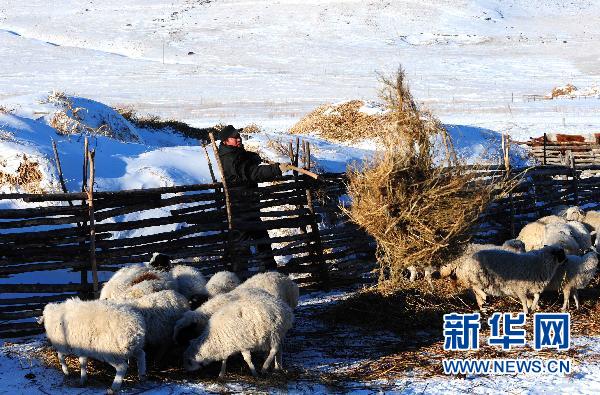 饿狼袭击羊群牧民 狼群卷土重来是喜是忧?--首页推荐