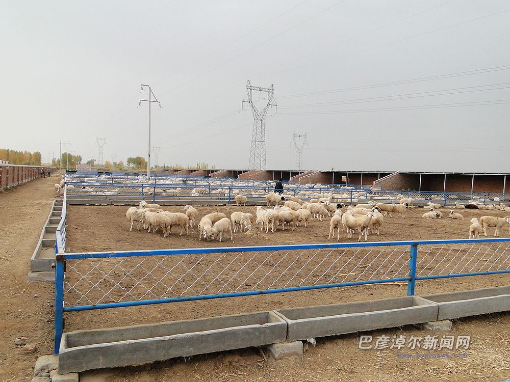 蒙科草原肉羊养殖基地图片