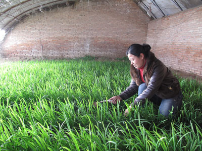 其木格正在收割韭菜.斯琴高娃 摄