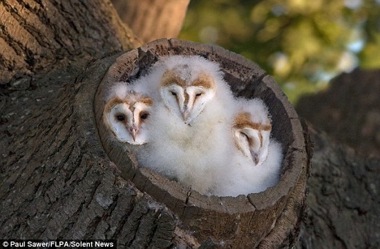 索亚在英国萨福克郡拍下了有趣的一幕,三只毛绒绒的仓鸮幼鸟从树洞里