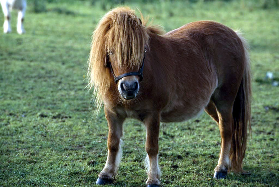 探访美国小型马驯养繁殖农场马姑娘也爱美