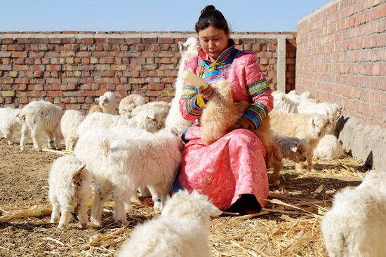 草原牧民接羔育羔忙 - - 内蒙古新闻网 - 新闻中心