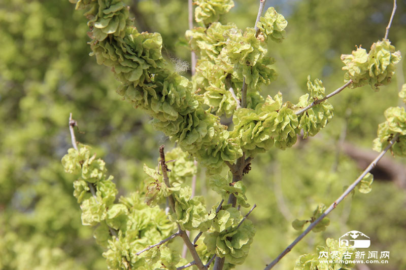 赤峰市500岁的古榆树榆钱挂满枝图
