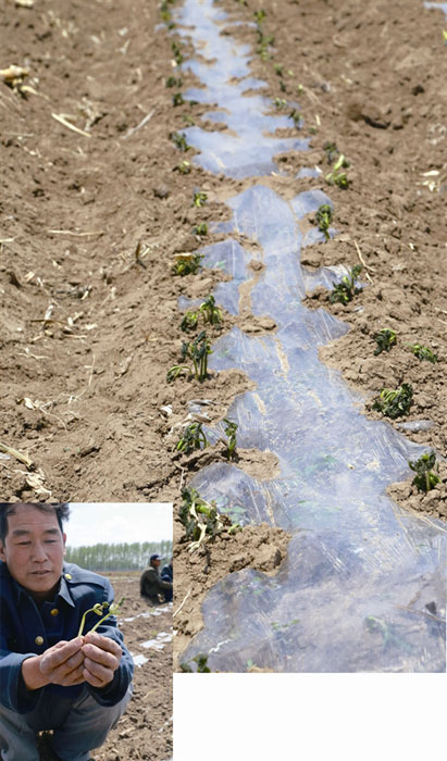 赤峰市300余亩覆膜豆角秧苗遭霜冻