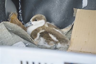 锡林郭勒盟太朴寺旗公安局帮助34只赤麻鸭雏鸟获救