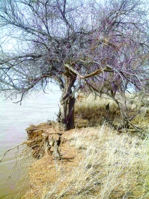 河水冲淘 这片百年红柳林濒临绝迹