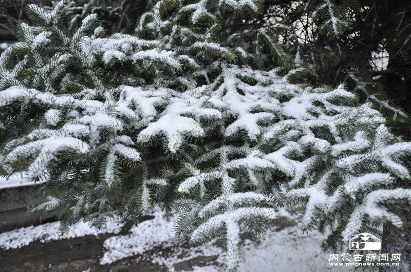 图里河又下雪了 - - 内蒙古新闻网 - 新闻中心