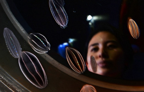 会发光的"彩虹水母":晶莹梦幻似精灵(组图)