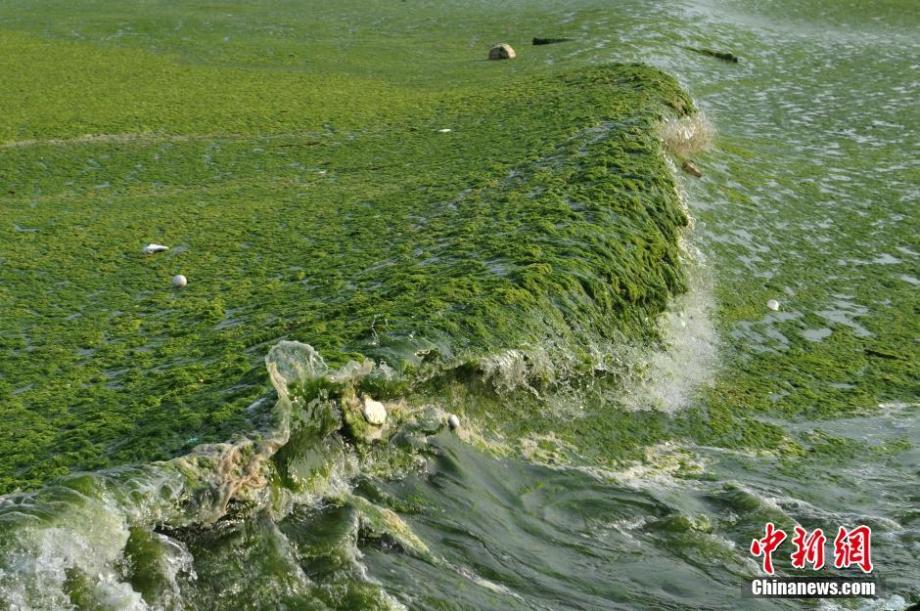 大面积浒苔入侵胶州湾 绿潮成片如草原