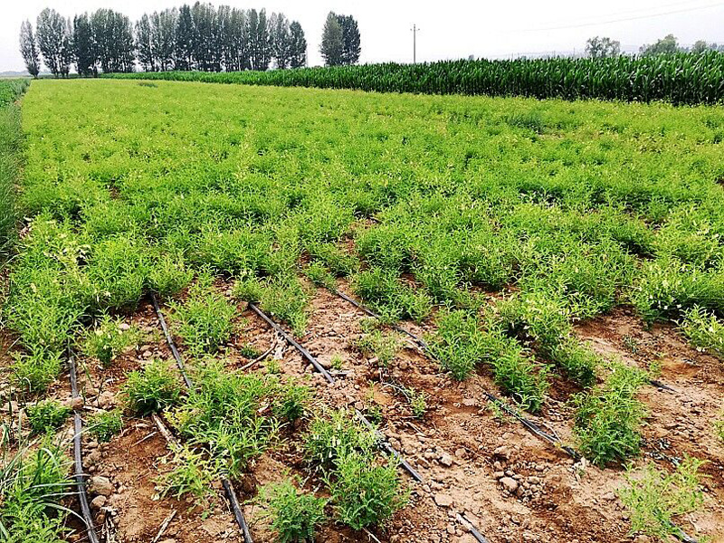 乌拉特前旗明安镇建成万亩黄芪基地