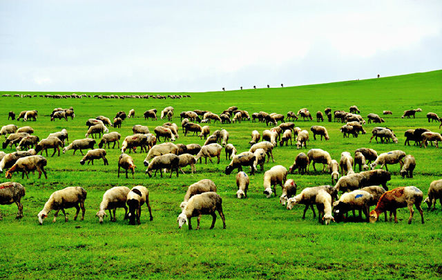 察哈尔羊肉成为国家地理标志保护产品
