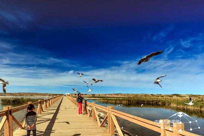 东居延海鸟类种类增至65种