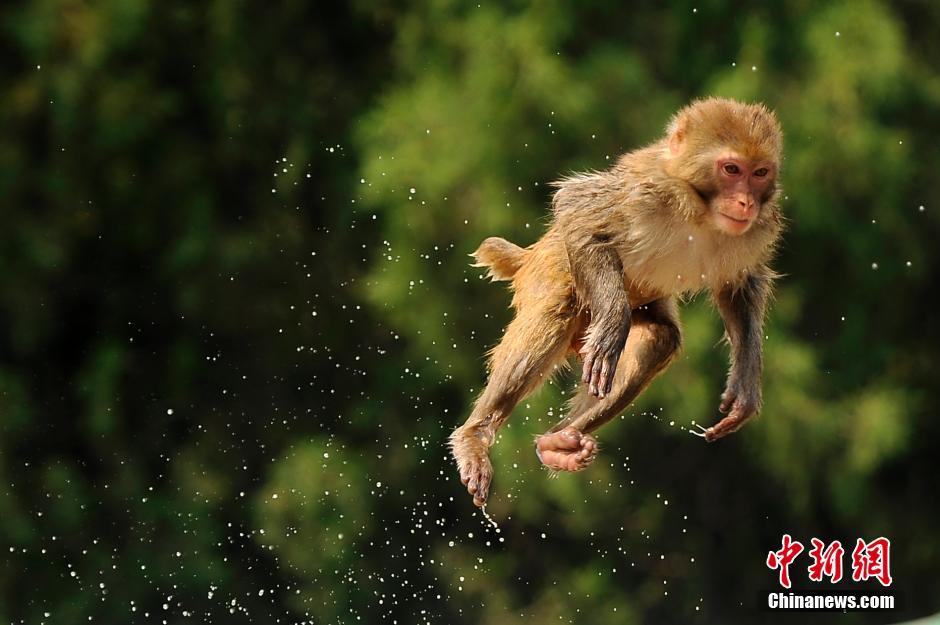 一只猴子腾空跃起.韦亮摄