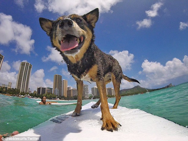 美狗狗冲浪大赛精彩瞬间劲头十足