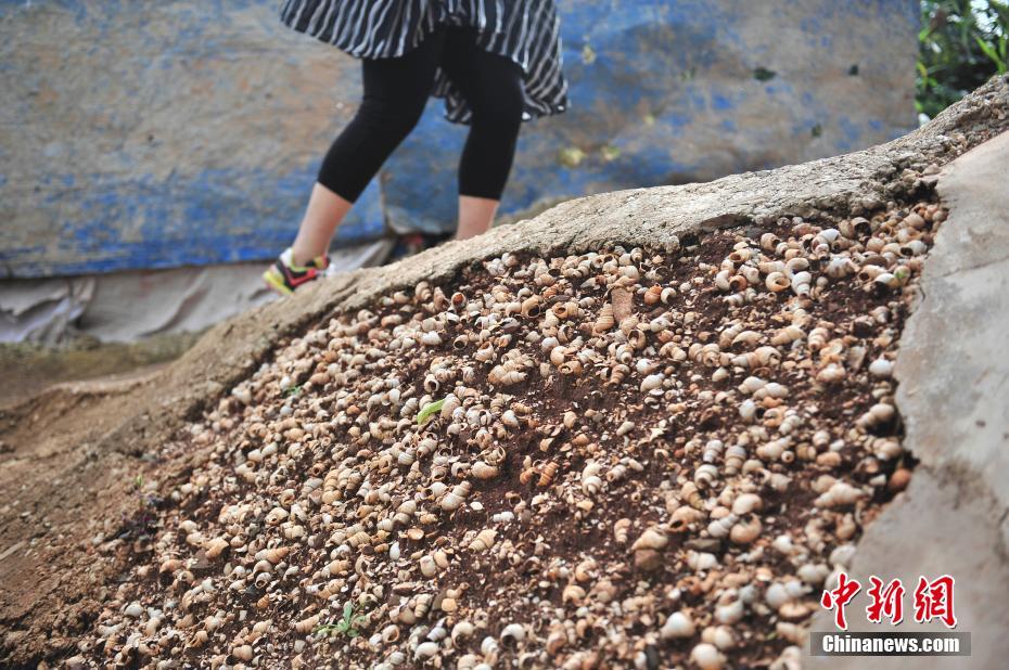 探访云南通海兴义4000年贝丘遗址