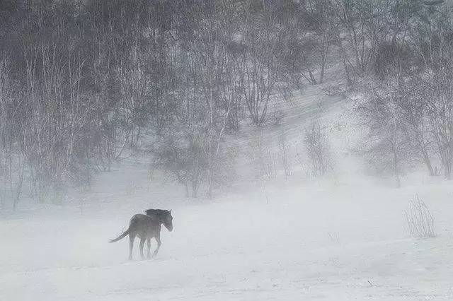 内蒙古草原,海拔高,夏无酷暑,冬季漫长,一年中有5个月的冰雪期.