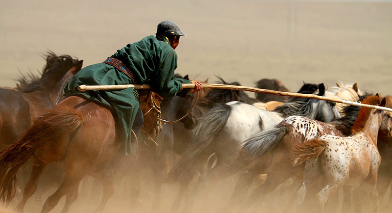 草原套马:相约一场草原上的"盛宴" - -内蒙古新闻网