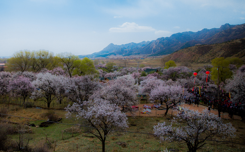 定格红杏遗村乌素图以花为媒迎宾客