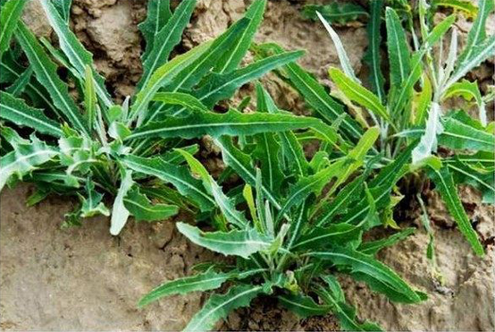 舌尖上的野苦菜