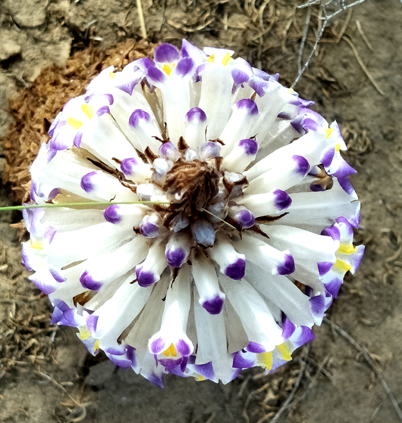 苁蓉花开可缓缓归矣