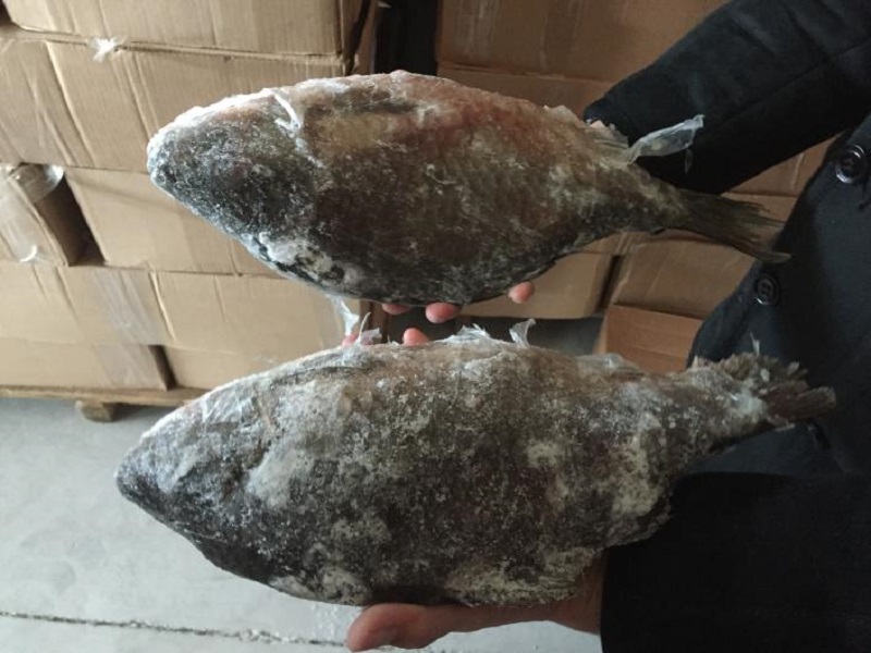 克拉斯诺亚尔斯克冬季商品订购会首批订购的20吨俄罗斯冷冻鲫鱼实现入