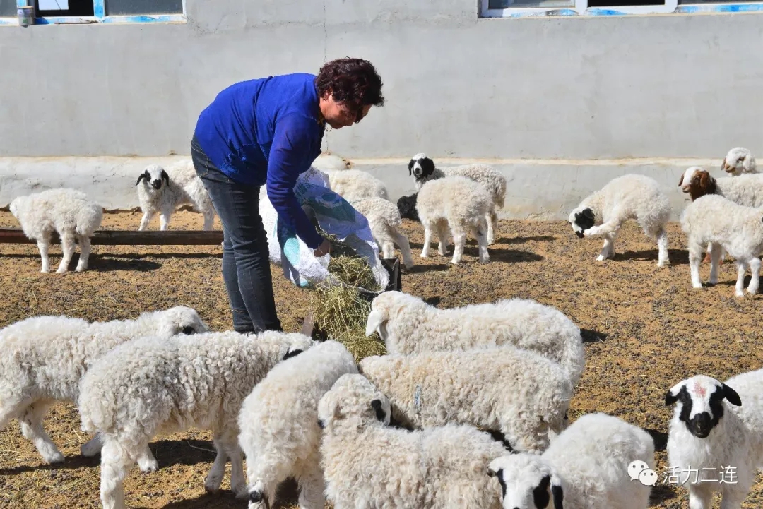 额尔登巴特尔妻子给羊羔添饲草料.