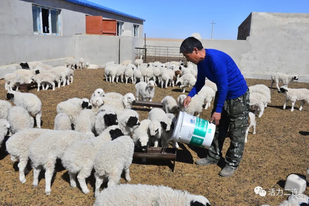 额尔登巴特尔给羊羔添水.