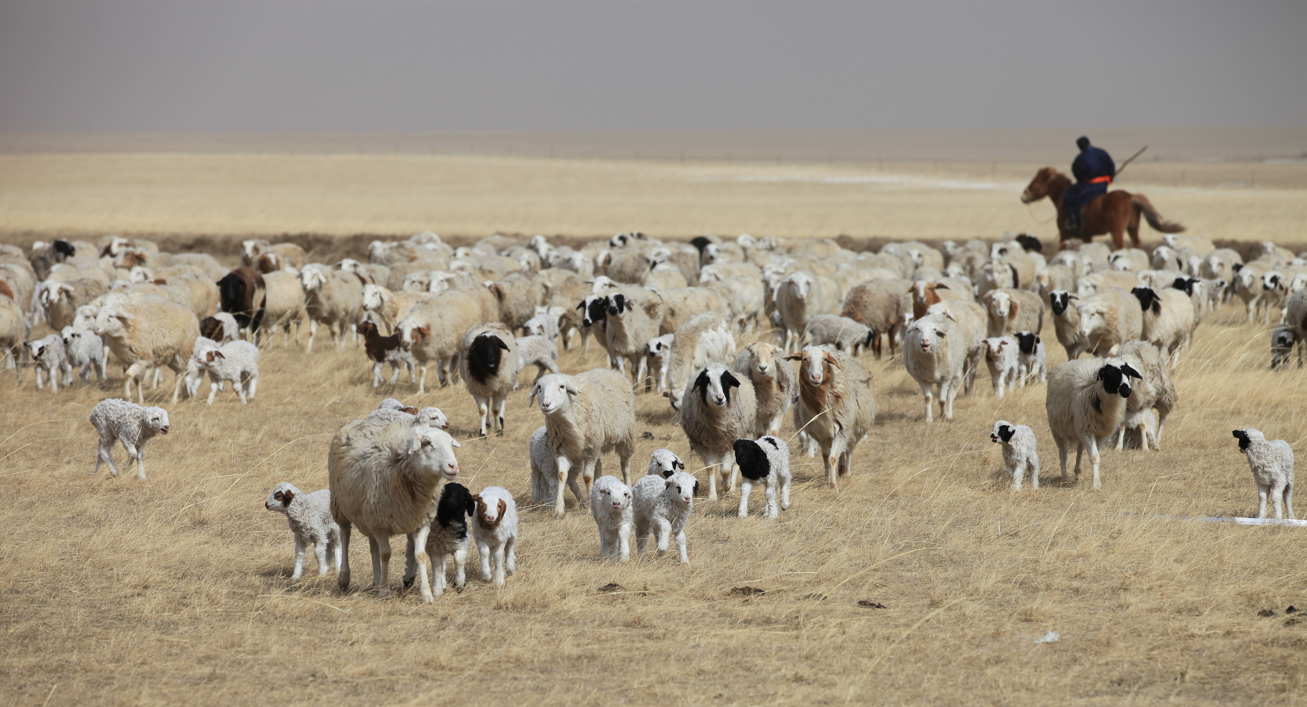 中心 要闻 图片新闻  离新巴尔虎右旗克尔伦供电所60多公里的草原深处