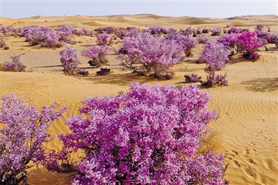 腾格里6万亩蒙古扁桃花竞相绽放