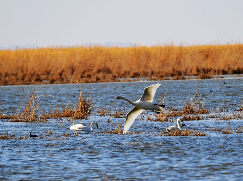 【影像力】鸢飞草长 候鸟北归