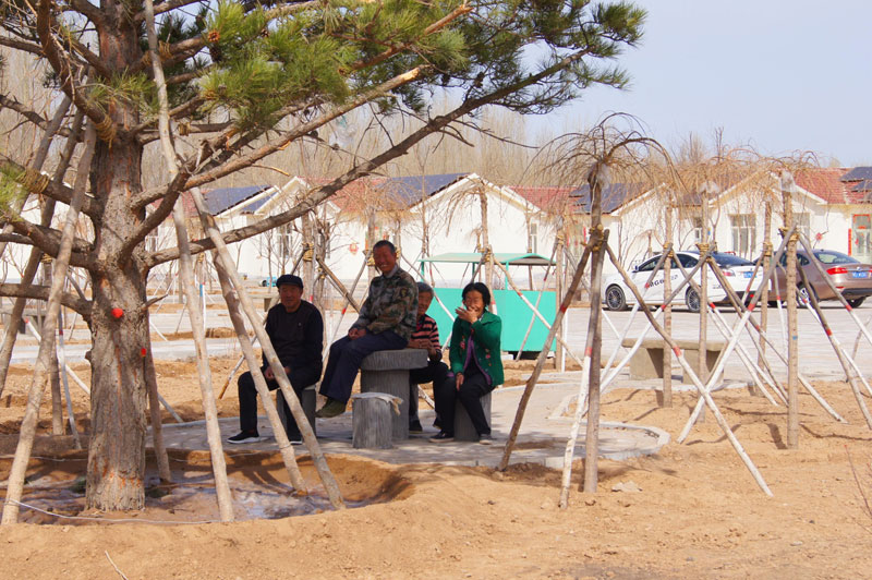 老人们在树下乘凉好惬意 杨晓娟摄