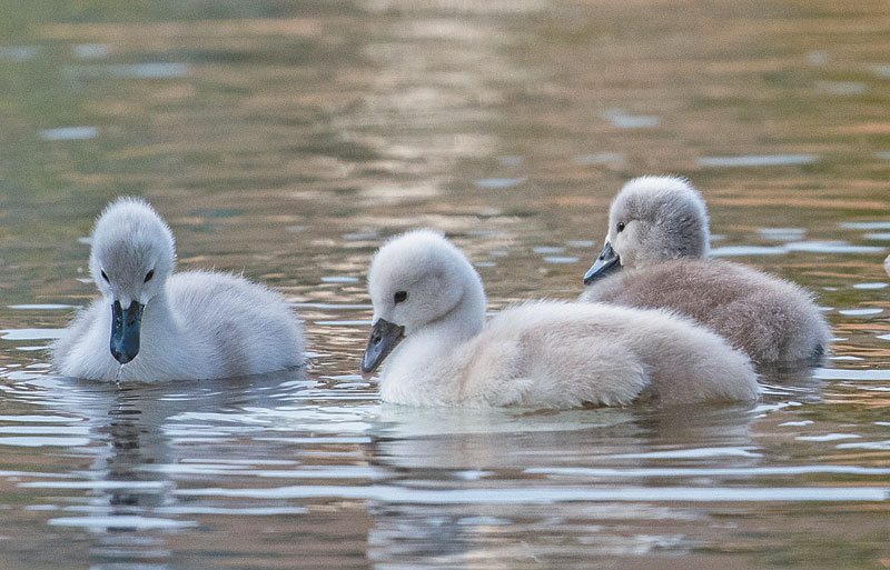 表情天鹅一家的大学生活