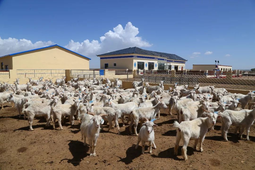 内蒙绒山羊养殖基地图片