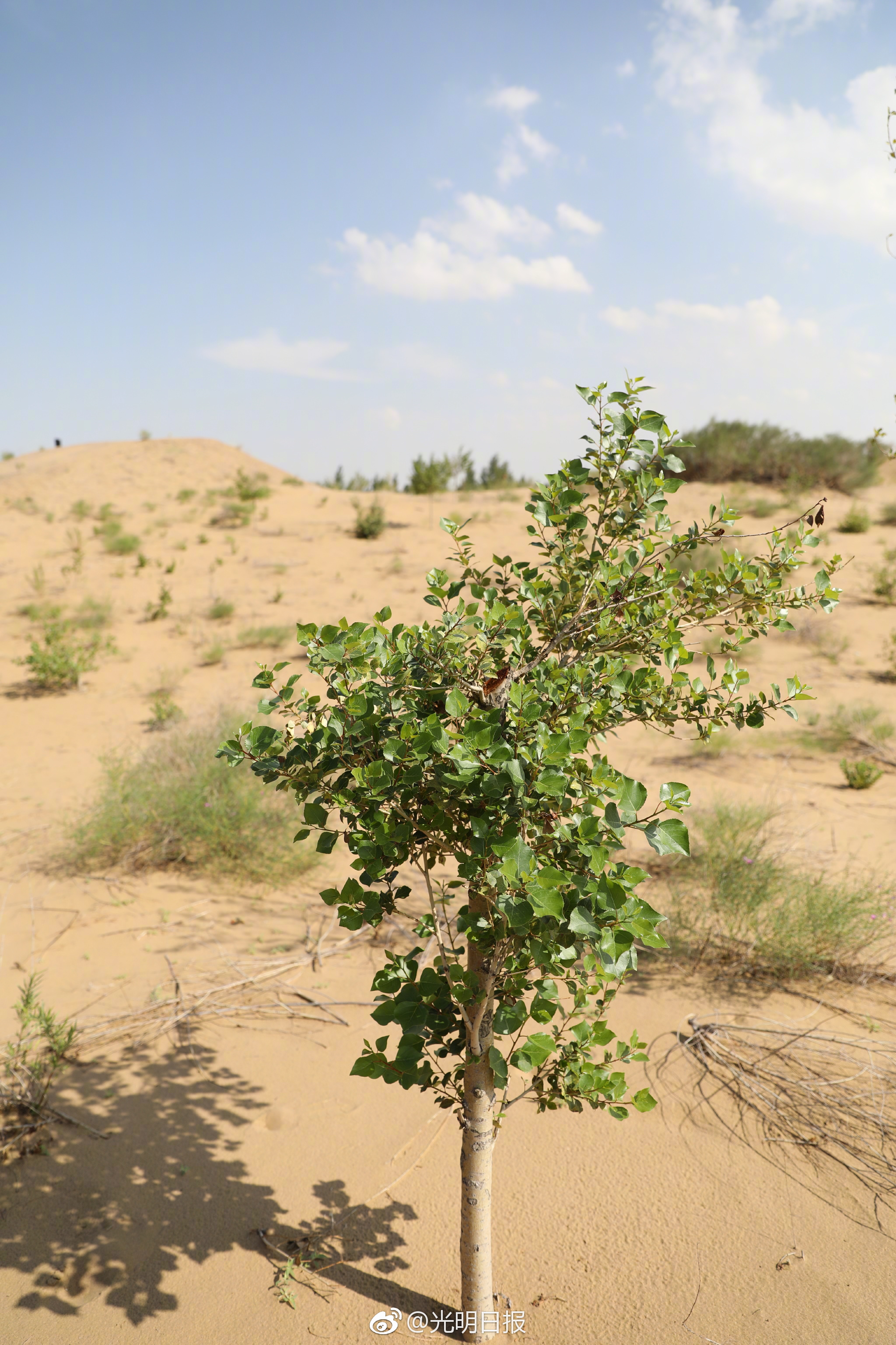 西北沙漠常见植物图片