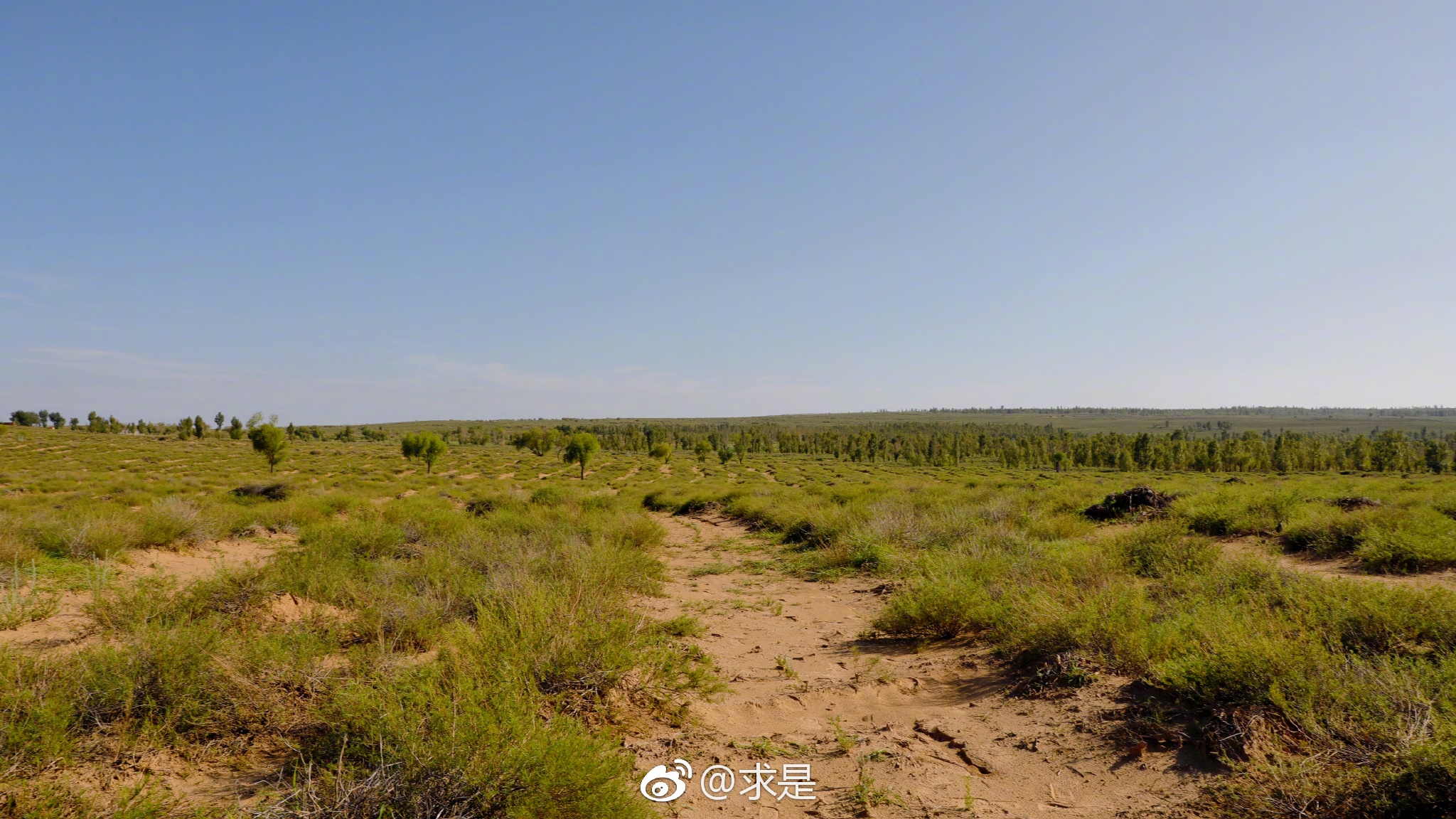 流沙地上树木成林,一起来看这里的治沙"高招"!