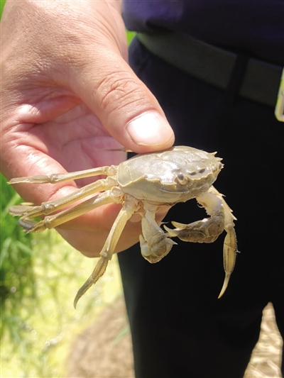 他分出50多亩地挖了水沟养上了螃蟹,现在已经长得快有手掌大了.