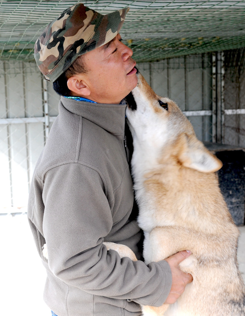 乌拉盖草原上的驯狼人