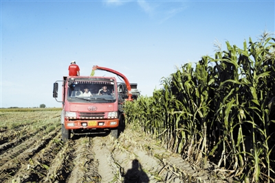 青贮"种"出新天地