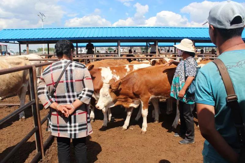 通辽市科左中旗成峰牲畜交易市场搭好线上线下平台助推肉牛产业发展