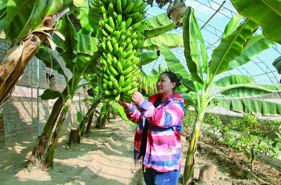 高产香蕉